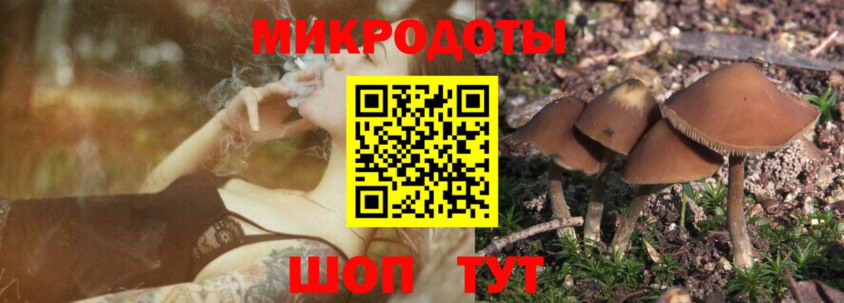 Норильск  Галлюциногенные грибы Psilocybine cubensis  Вход с VPN 